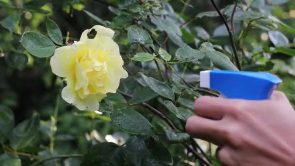 Taman musim panas yang indah bunga close-up. 4K Footage. — Stok Video