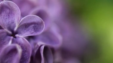 Güzel yaz bahçesi çiçekleri yakın plan. 4K Görüntü.