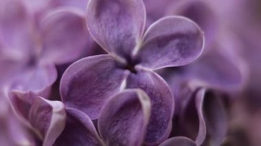 Güzel yaz bahçesi çiçekleri yakın plan. 4K Görüntü.