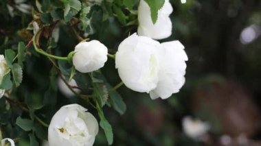 Güzel yaz bahçesi çiçekleri yakın plan. 4K Görüntü.