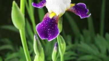 Güzel yaz bahçesi çiçekleri yakın plan. 4K Görüntü.