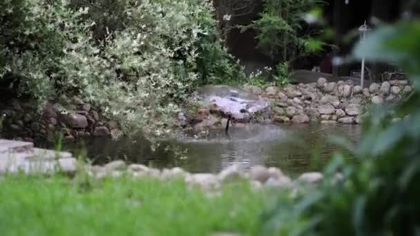 아름다운 여름 장식용 관목과 정원 요소닫기 . 4K Footage. — 비디오