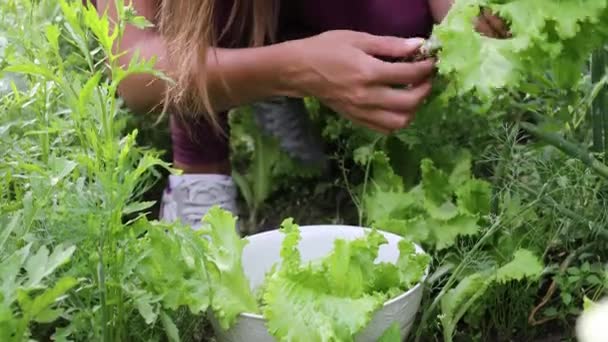 Hermosas manos femeninas de cerca recoger la cosecha de verano de la cama de jardín. Filmación 4K . — Vídeos de Stock