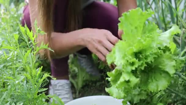 Hermosas manos femeninas de cerca recoger la cosecha de verano de la cama de jardín. Filmación 4K . — Vídeo de stock