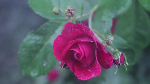 Beau jardin d'été fleurs gros plan. Images 4K. — Video