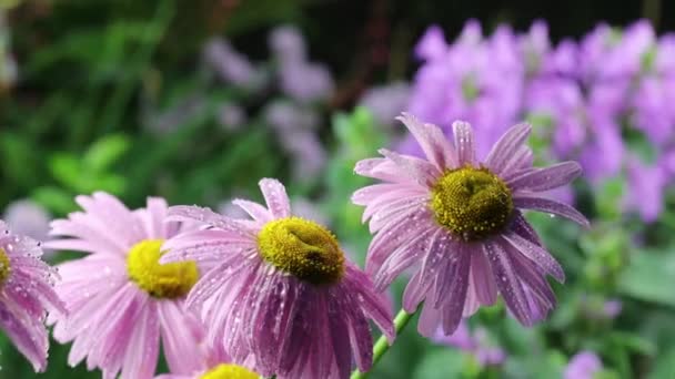 Schöne Sommergartenblumen aus nächster Nähe. 4K-Filmmaterial. — Stockvideo