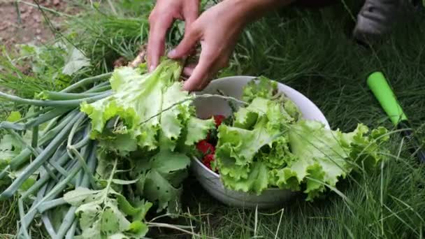 Hermosas manos femeninas de cerca recoger la cosecha de verano de la cama de jardín. Filmación 4K . — Vídeos de Stock