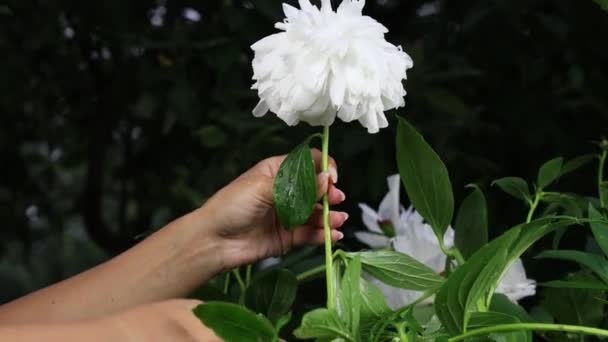 Hermosas manos femeninas recogen un ramo de peonías blancas. Imágenes 4K . — Vídeos de Stock