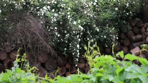 Bellissimi cespugli decorativi estivi ed elementi da giardino primo piano.. — Video Stock