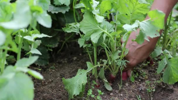 Mooie vrouwelijke handen close-up verzamelen zomeroogst van tuinbed. 4K Beelden. — Stockvideo