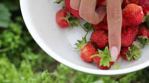 Hermosas manos femeninas de cerca recoger la cosecha de verano de la cama de jardín. Filmación 4K . — Vídeo de stock