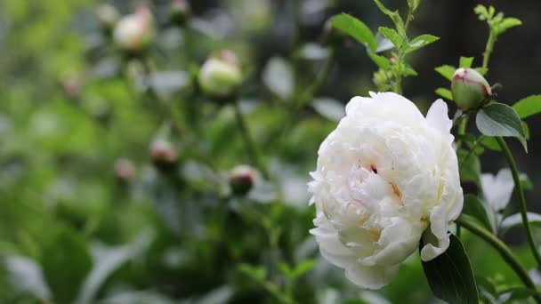 Mooie zomertuin bloemen close-up. 4K Beelden. — Stockvideo