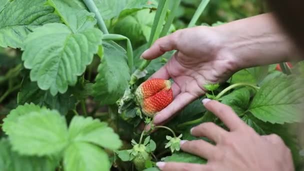 Hermosas manos femeninas de cerca recoger la cosecha de verano de la cama de jardín. Filmación 4K . — Vídeo de stock