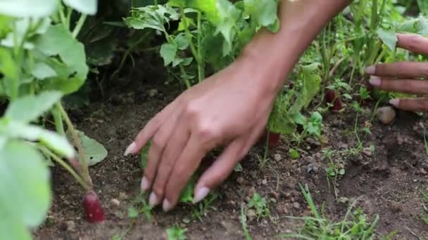 Όμορφη γυναικεία χέρια close-up συλλέγουν καλοκαιρινή συγκομιδή από το κρεβάτι στον κήπο. Πλάνα 4K. — Αρχείο Βίντεο