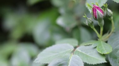 Güzel yaz bahçesi çiçekleri yakın plan. 4K Görüntü.