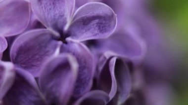 Güzel yaz bahçesi çiçekleri yakın plan. 4K Görüntü.