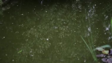 Güzel yaz dekoratif çalıları ve bahçe elementleri yakın çekim 4K.