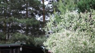 Güzel yaz dekoratif çalıları ve bahçe elementleri yakın çekim 4K.