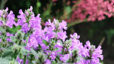 Güzel yaz bahçesi çiçekleri yakın plan. 4K Görüntü.