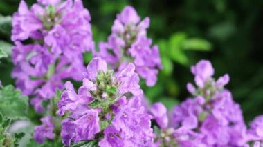 Güzel yaz bahçesi çiçekleri yakın plan. 4K Görüntü.