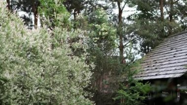 Güzel yaz dekoratif çalıları ve bahçe elementleri yakın çekim 4K.