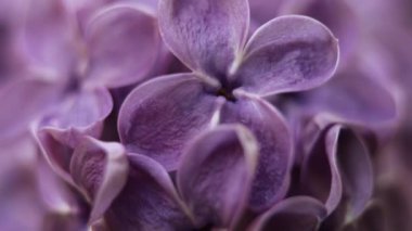 Güzel yaz bahçesi çiçekleri yakın plan. 4K Görüntü.