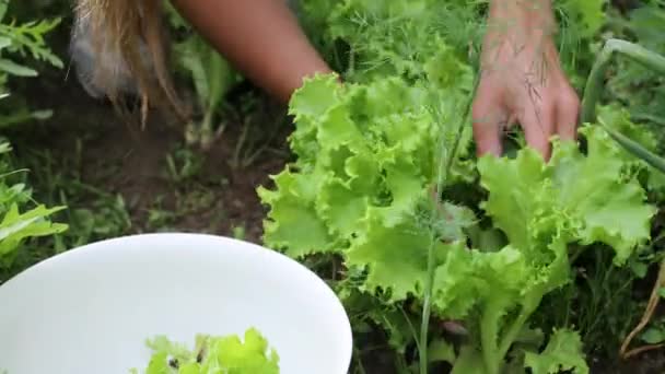 아름다운 여성 손을 클로즈업 해서 정원 침대에서 여름 수확을 모은다. 4K 걷기. — 비디오