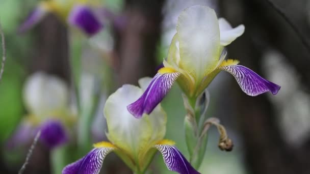 Beau jardin d'été fleurs gros plan. Images 4K.