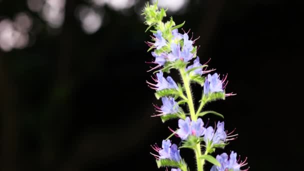 Krásná letní zahrada květiny close-up. Záběry 4K. — Stock video