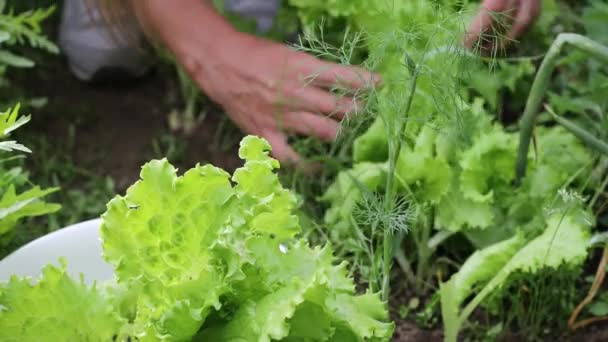 Красивые женские руки крупным планом собирать летний урожай с садового ложа. 4K Footage. — стоковое видео