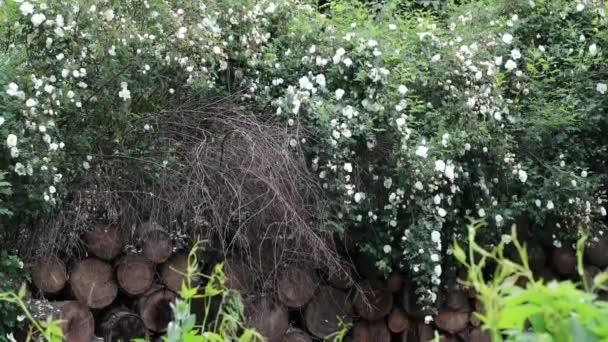 Schöne sommerliche Ziersträucher und Gartenelemente aus nächster Nähe.. — Stockvideo