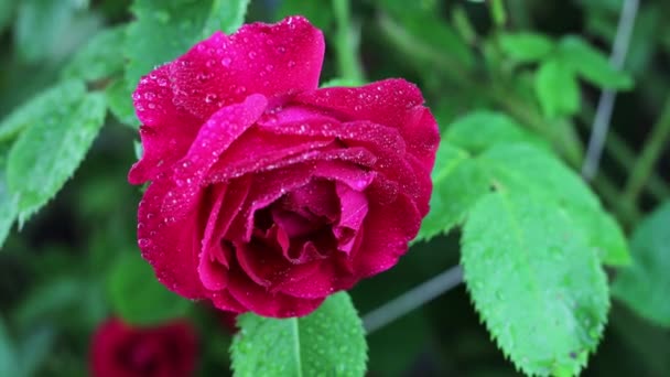 Hermosas flores de jardín de verano de cerca. Filmación 4K . — Vídeos de Stock