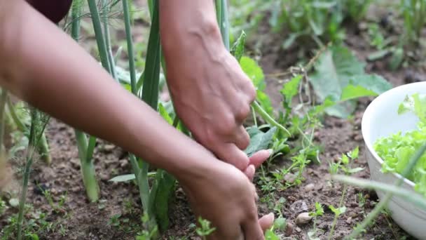 Mooie vrouwelijke handen close-up verzamelen zomeroogst van tuinbed. 4K Beelden. — Stockvideo