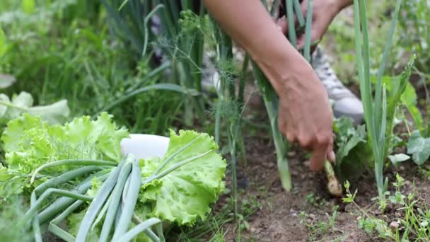 Mooie vrouwelijke handen close-up verzamelen zomeroogst van tuinbed. 4K Beelden. — Stockvideo