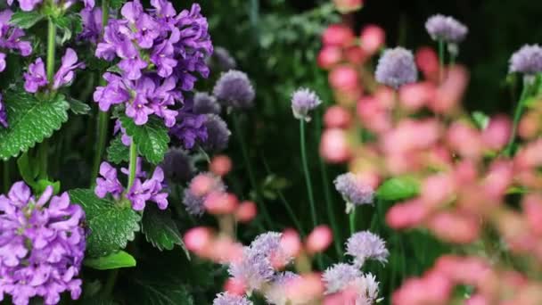 Bellissimi fiori del giardino estivo primo piano. Filmati 4K. — Video Stock