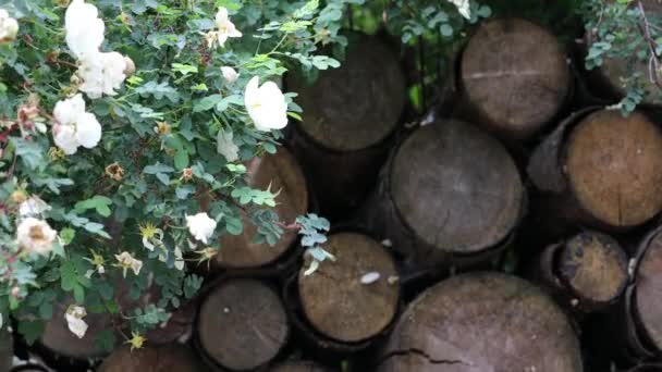 Bellissimi cespugli decorativi estivi ed elementi da giardino primo piano.. — Video Stock