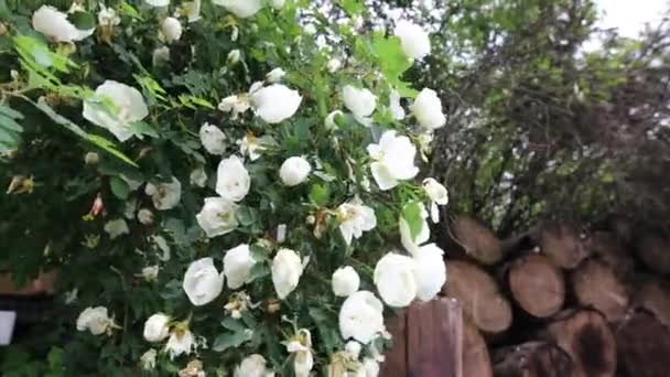 Hermosas flores de jardín de verano de cerca. Filmación 4K . — Vídeos de Stock