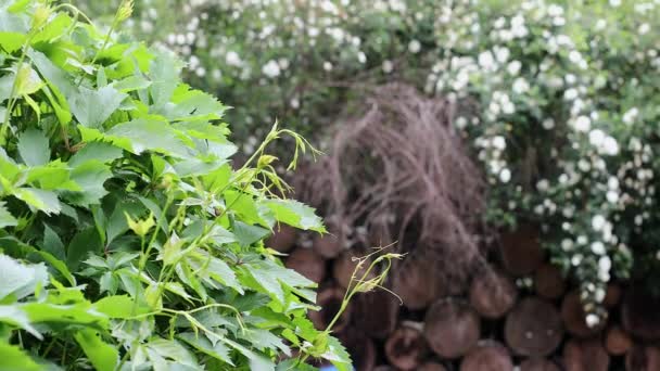 Mooie zomer decoratieve struiken en tuin elementen close-up.4K Beelden. — Stockvideo