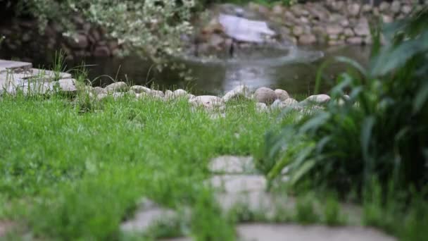Beaux buissons décoratifs d'été et éléments de jardin close-up.4K Footage.