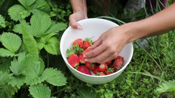 Hermosas manos femeninas de cerca recoger la cosecha de verano de la cama de jardín. Filmación 4K . — Vídeo de stock