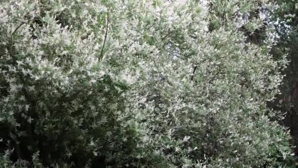 Bellissimi cespugli decorativi estivi ed elementi da giardino primo piano.. — Video Stock