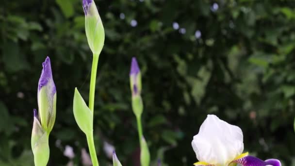 Hermosas flores de jardín de verano de cerca. Filmación 4K . — Vídeos de Stock