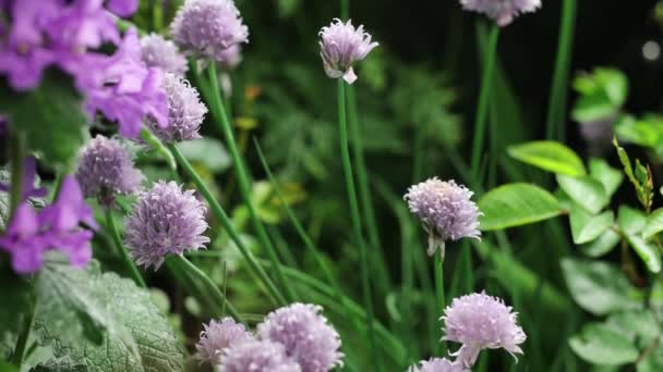 Mooie zomertuin bloemen close-up. 4K Beelden. — Stockvideo