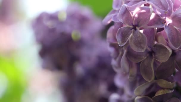 Beau jardin d'été fleurs gros plan. Images 4K. — Video