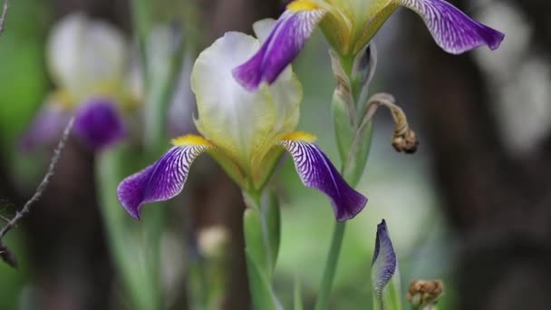 Beau jardin d'été fleurs gros plan. Images 4K.