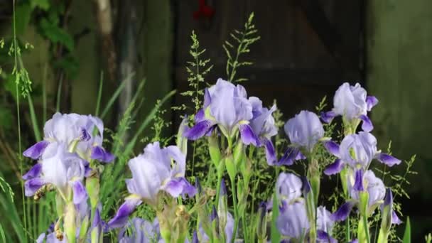 Bellissimi fiori del giardino estivo primo piano. Filmati 4K. — Video Stock