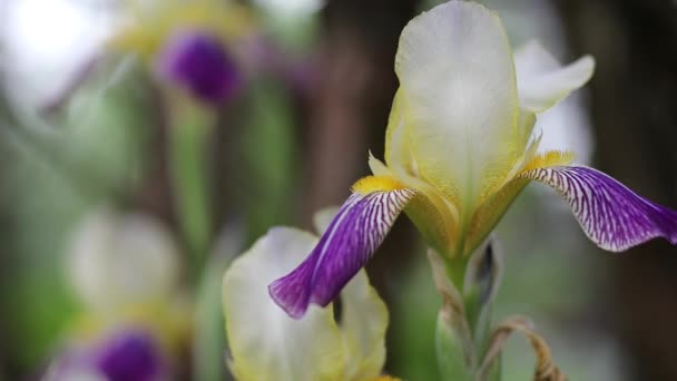 Beau jardin d'été fleurs gros plan. Images 4K.