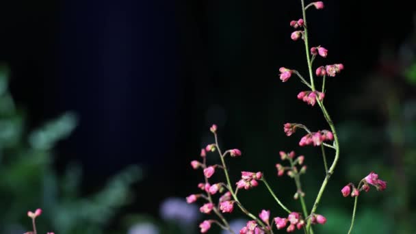 Hermosas flores de jardín de verano de cerca. Filmación 4K . — Vídeo de stock