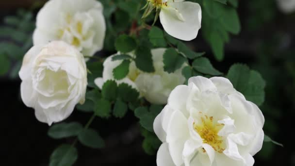 Прекрасні літні садові квіти крупним планом. 4K касети . — стокове відео