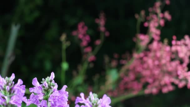 Mooie zomertuin bloemen close-up. 4K Beelden. — Stockvideo